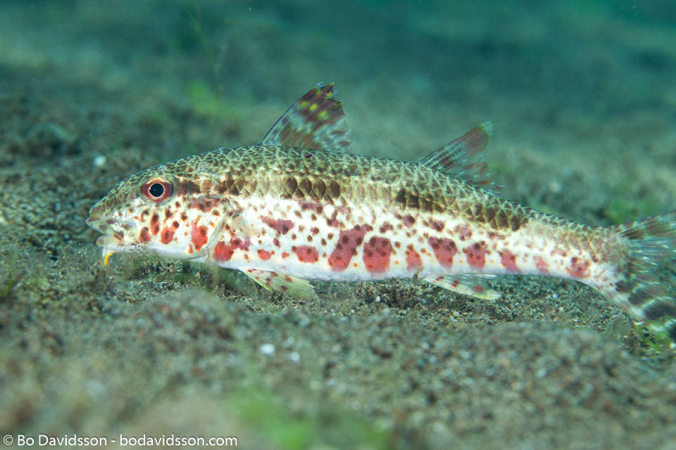 BD-140325-Dumaguete-3791-Upeneus-tragula.-Richardson.-1846-[Freckled-goatfish].jpg